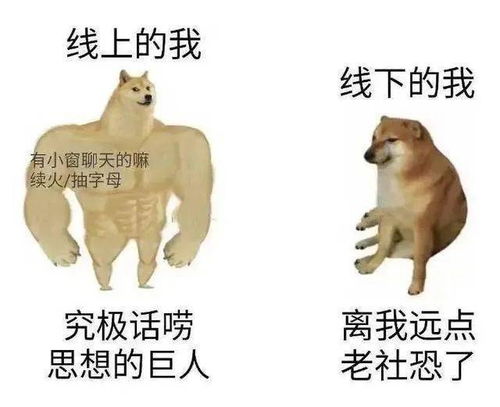 从表情包到货币,活在你表情包里的狗狗doge,如何变成火出圈的dogecoin