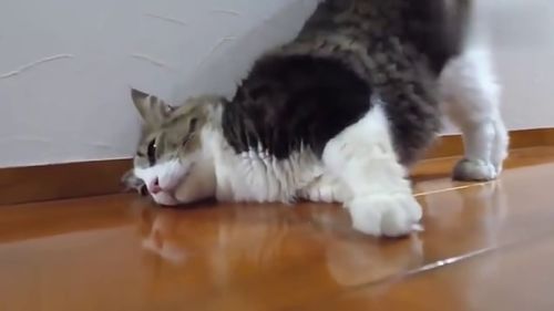 给猫咪挠痒痒,猫咪舒服的都变成一滩猫了