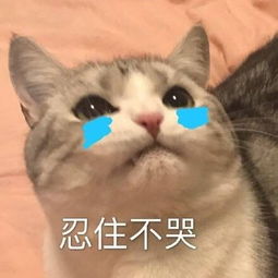 高清表情包可爱猫咪