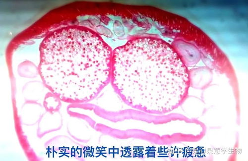 放假啦生物老师打算用表情包打败你