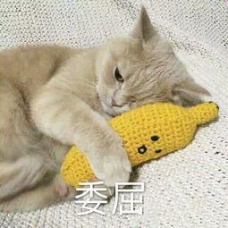 宠物与沙发的爱恨情仇一定是沙发先动的手