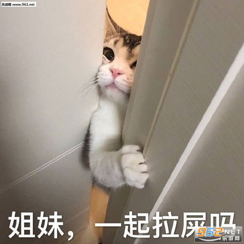 可以的我的小宝贝表情包我偏无理取闹除非先生抱抱表情包图片下载乐游网游戏下载