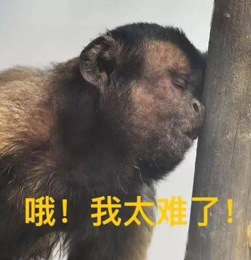 小城家动物奇才多,我来给你说一说