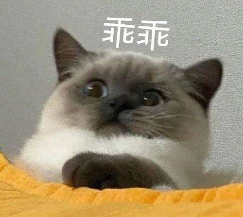 聊天必备的可爱表情包