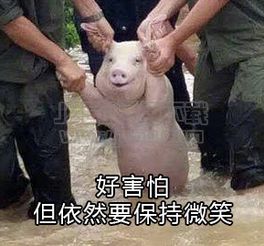 洪水猪不想上学表情图片洪水猪不想上学表情包最新版jz5u绿色下载站