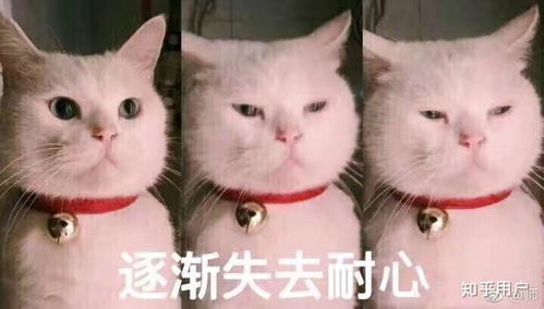 抖音上爆火的yimoonpal减脂霜真实情况到底是怎么样
