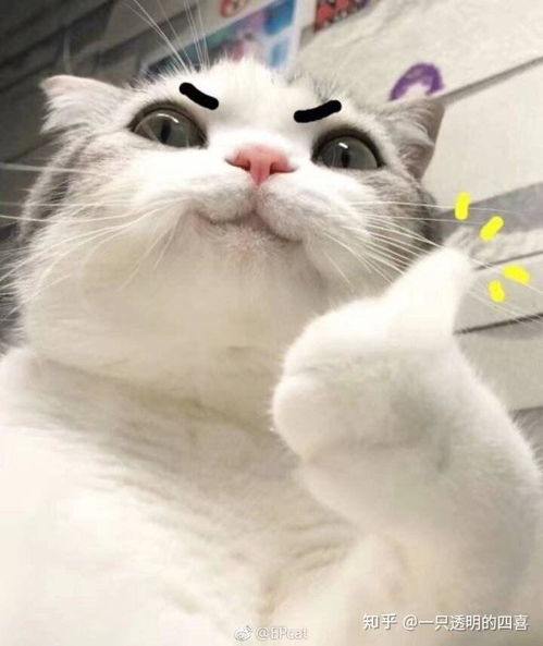 可爱猫猫表情包求一波..