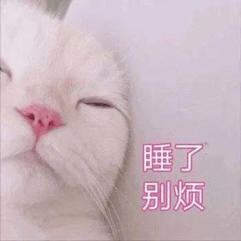 表情包微信聊天套路表情包小动物表情包可爱喵星人表情包