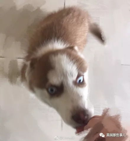 平时乖萌的汪星人一旦丑起来,各个都是高能崩坏表情包啊...