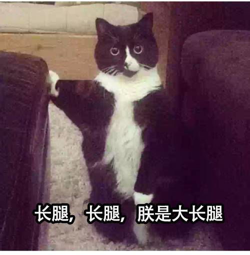 来一波宠物届行走的表情包,其实都是二傻子