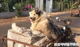 二哈被大爷捡回家,长大后一起捡破烂,看三轮车的表情暖心老人