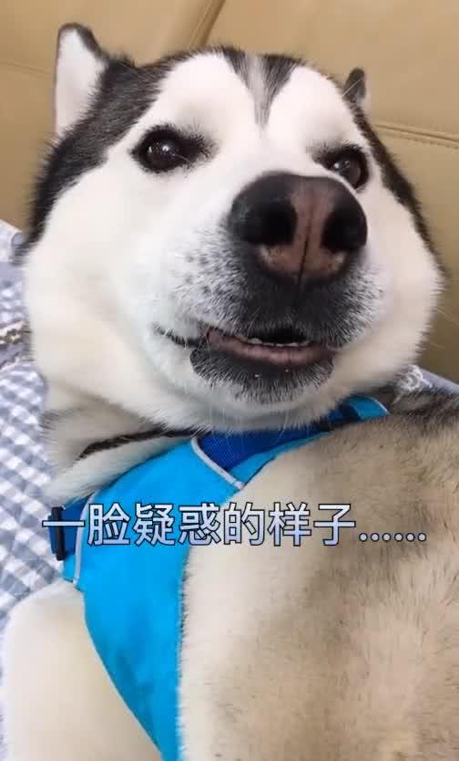 原来哈士奇也会撒娇,我要出去玩,我现在就要出去玩