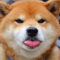 柴犬吐舌头表情包微信头像图片大全