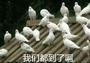 成年人的友谊太塑料放鸽子争霸赛,你的朋友里谁能赢