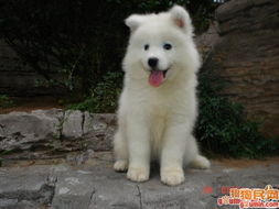 萨莫耶照片45baf231060315e65fdf0e35.jpg小白duzhenzi
