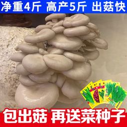 冬天蘑菇菌包种植家庭室内盆栽菌种蔬菜种子平菇菌包蘑菇阳台盆栽,一品好特惠