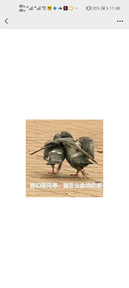 请问我们是兄弟,我怎么会鸽你呢这个表情包什么意思