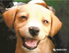 微信狗狗表情含义图解