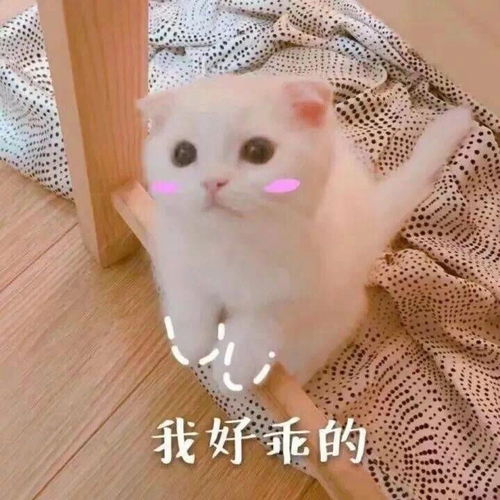 萌猫动态表情包徐楠