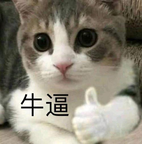 体型最大的几种猫咪,每只都是巨型喵