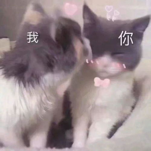 有没有适合情侣之间发的表情包