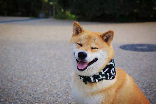 timi一响网课白讲表情包柴犬