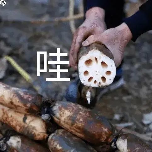 谐音梗表情包好搞笑