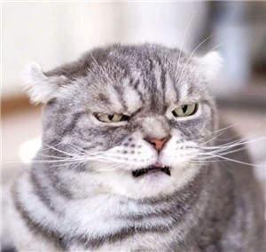 抖音特别火的一只猫,表情笑死我了