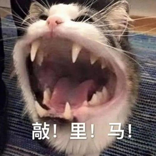 100个沙雕有趣的搞笑表情包