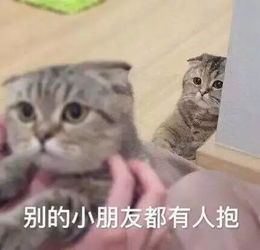 谁说吸猫毁一生,养猫穷三代不存在的