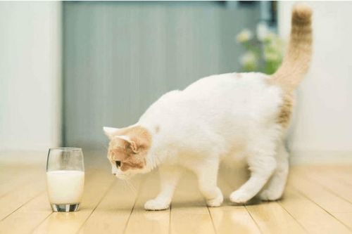 新晋铲屎官指南拿来吧你幼猫为什么选择猫咪羊奶粉
