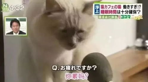 猫咖狗咖里的动物真的开心吗