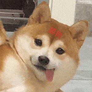 舔狗系列表情包我要做姐姐的舔狗