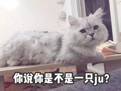 猫猫表情包大赛万万没想到最后获奖的居然是它