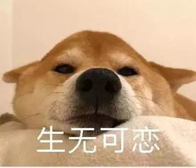 偷看你洗澡表情包宠物