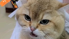 这只猫,撸着撸着它就咬我了妈妈不帮你挠痒痒了