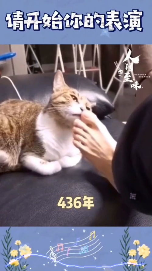 这是一个有味道的视频,最后猫猫表情看笑我了