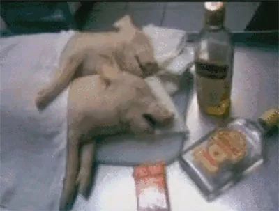 现在流行的喊到猪吃屎猪全网最猪猪合集