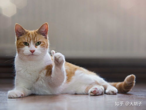 最近很火的表情包猫猫咪