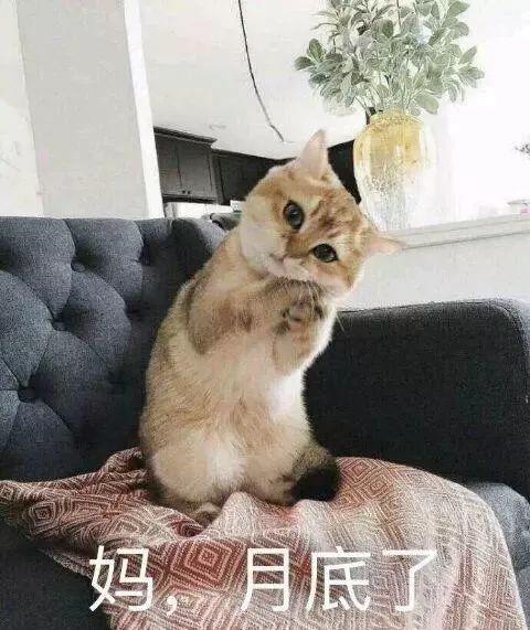下面是一项小测试,超过20项就是一名资深猫奴了哦