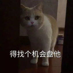 适合情侣用的萌宠表情包,萌出天际