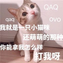 卖萌表情包