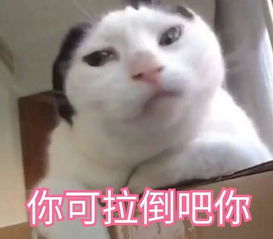 喵星人进军表情包界,萌炸一方