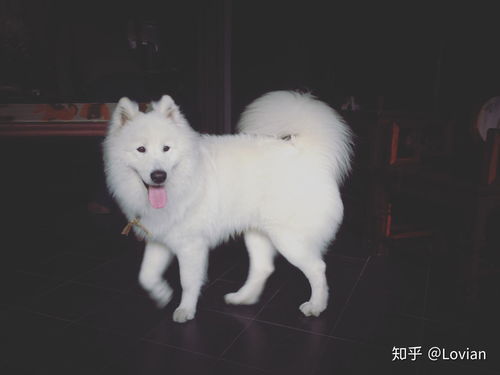 请问这个是萨摩耶纯种的吗,犬舍说是狼版的,图片中的萨摩耶是熊版长大的样子吗