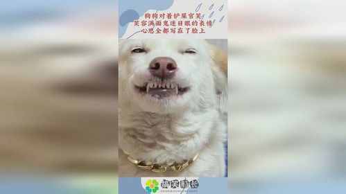 邪恶的笑容表情包狗狗