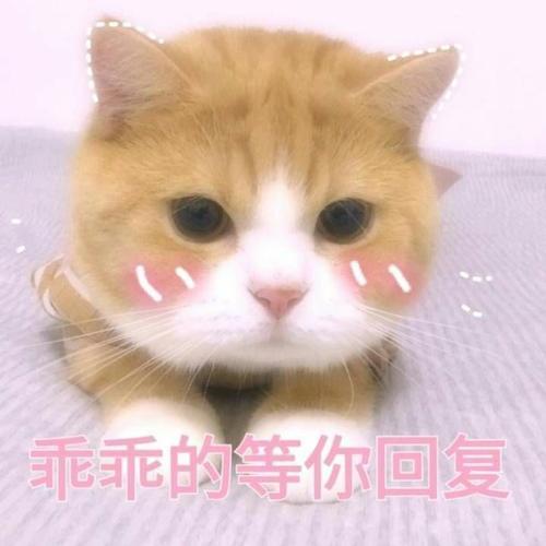 可爱猫咪等回复表情包唉,喜欢的人怎么还没回我消息