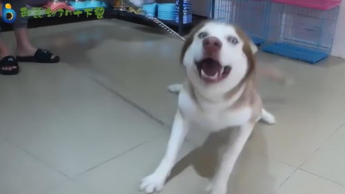 主人非要给狗狗洗澡,看狗狗的委屈的表情,太好笑了
