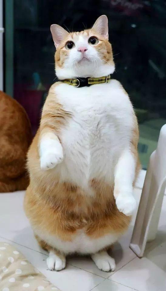 两只猫抱一起表情包橘猫
