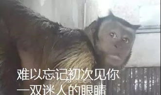 猴子藏人类灵魂,猴哥下凡后经历了什么长得极似人脸