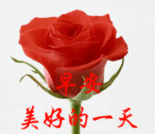 特漂亮的最新早上好动态表情图片,最美早安祝福语动图